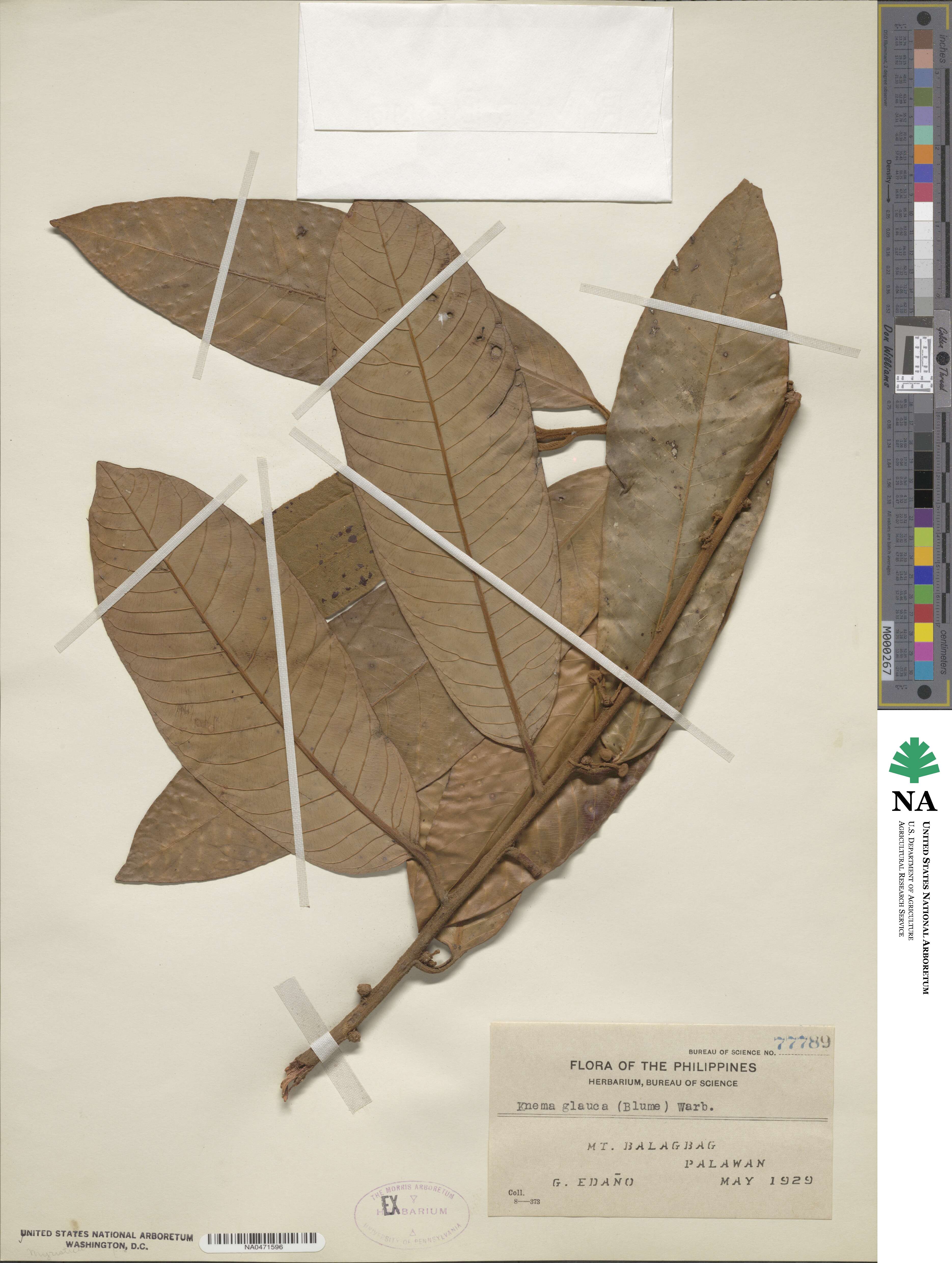 Knema glauca image