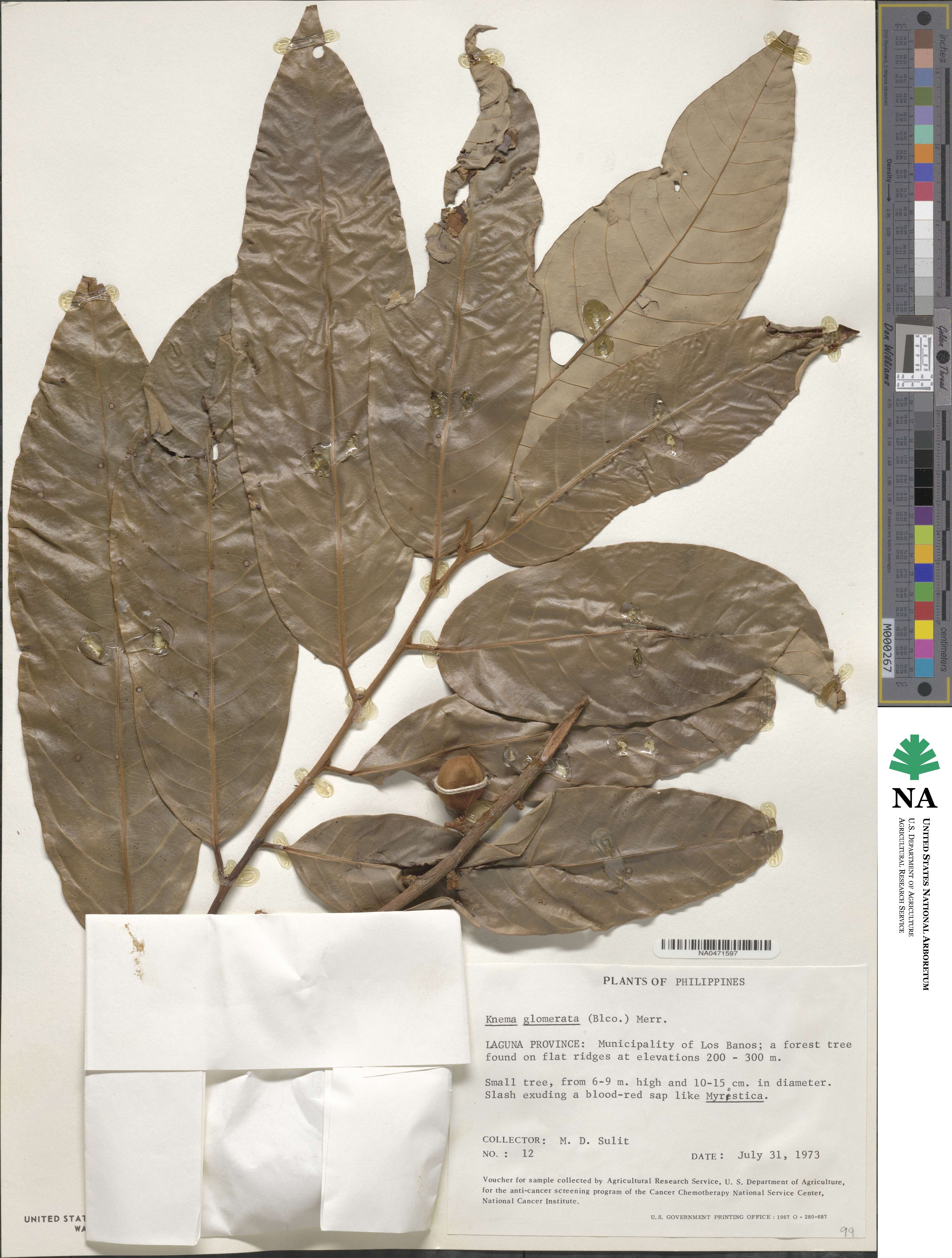 Knema glomerata image
