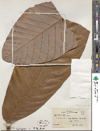 Image of Knema hookeriana