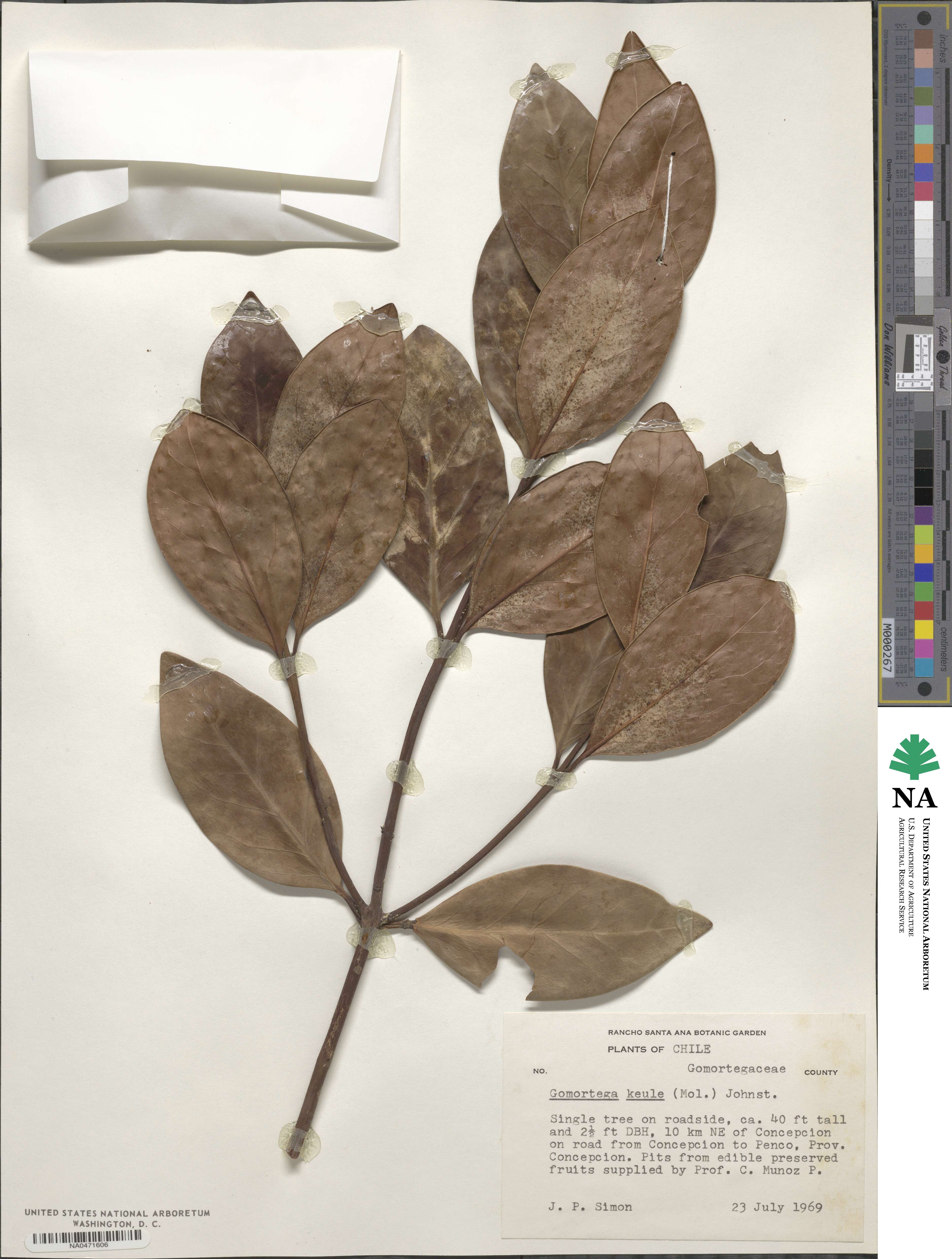 Gomortegaceae image