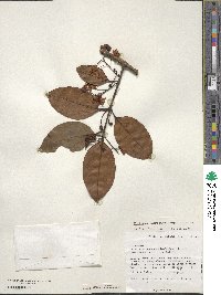 Hortonia floribunda image