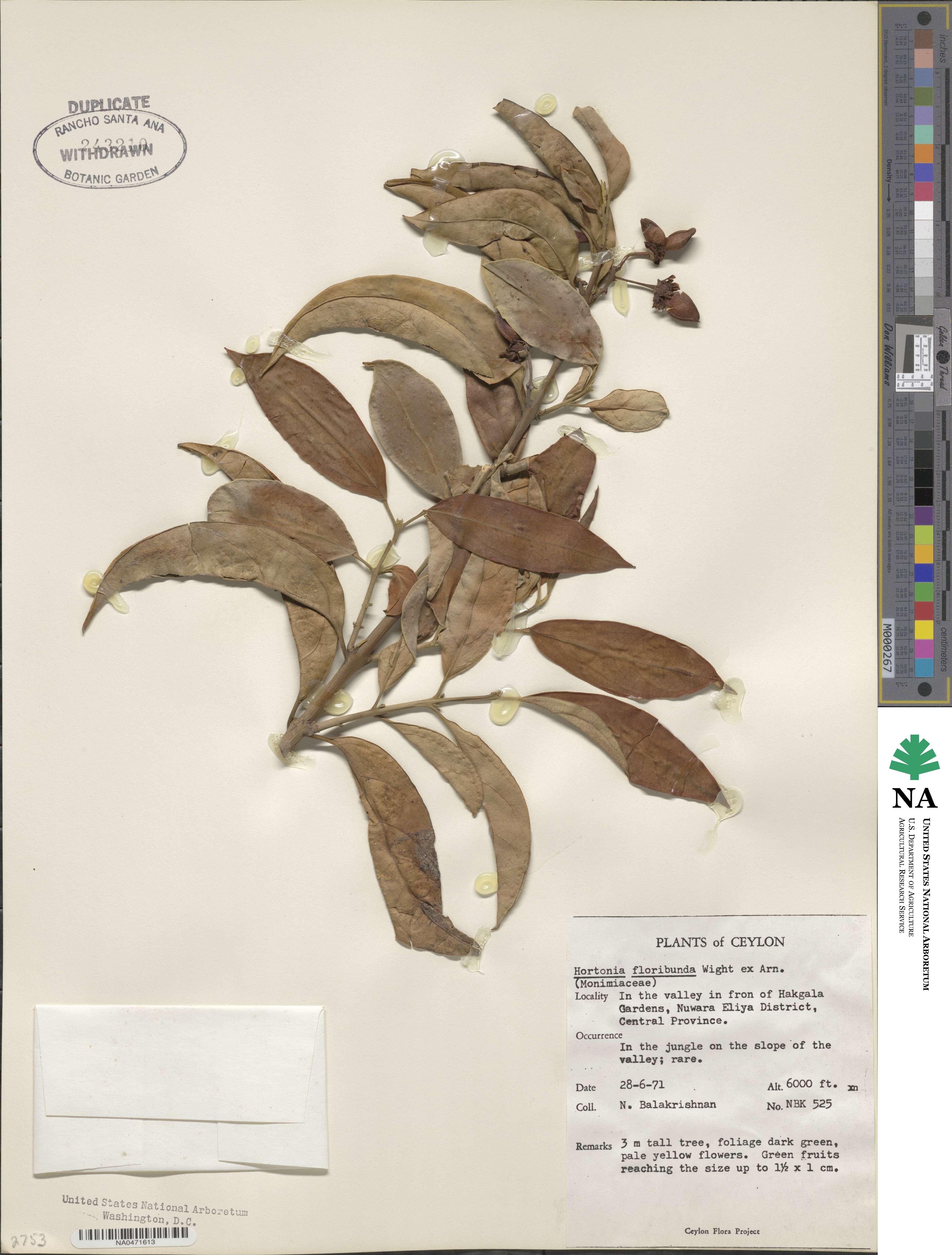 Hortonia floribunda image