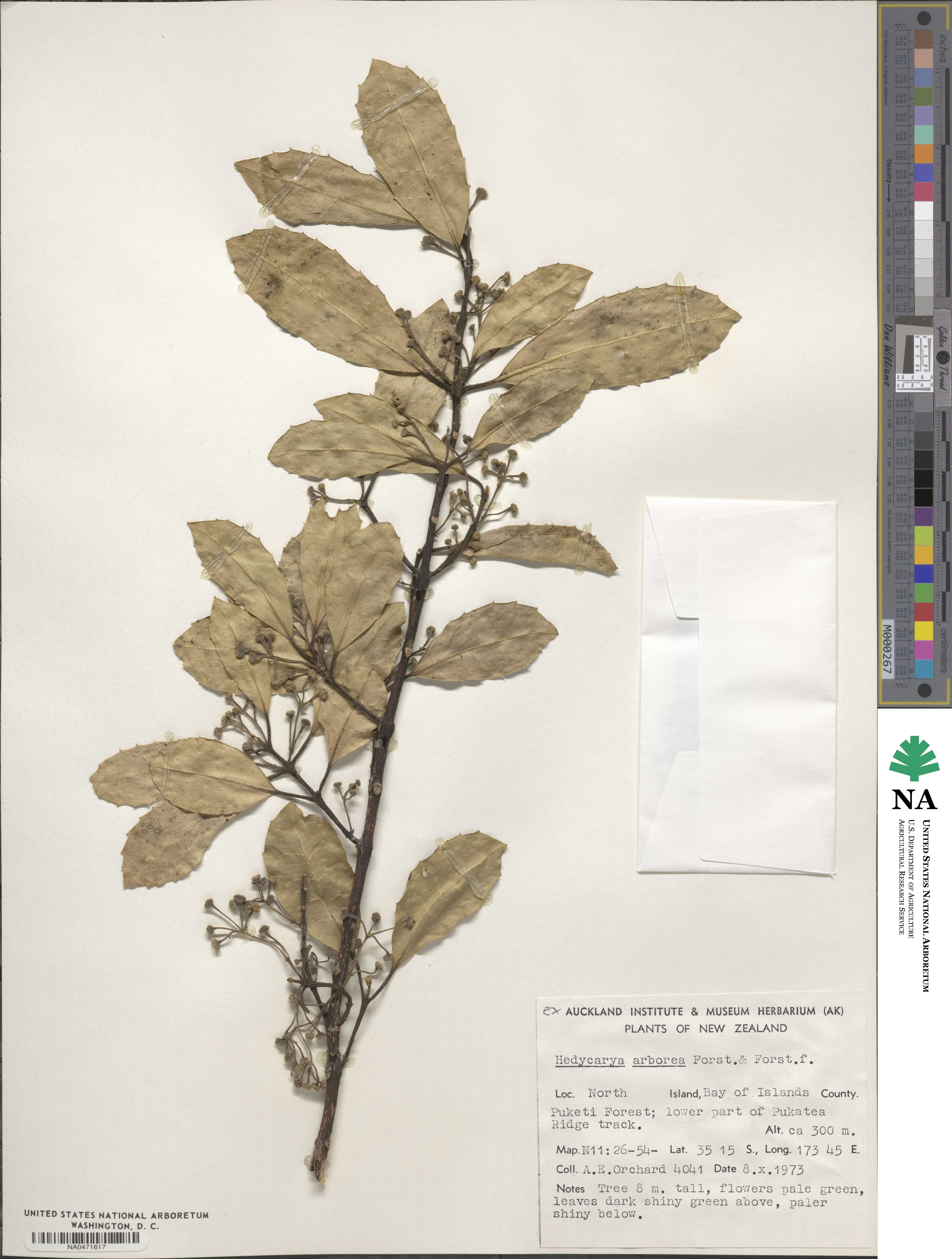 Hedycarya arborea image