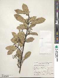 Hedycarya arborea image