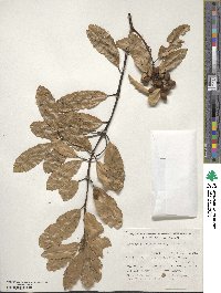 Hedycarya arborea image