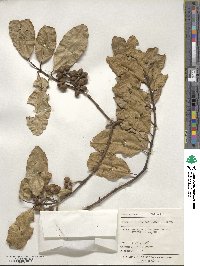 Hedycarya arborea image