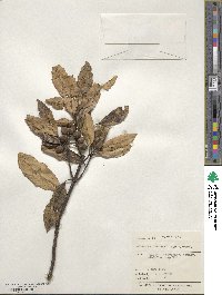 Hedycarya arborea image