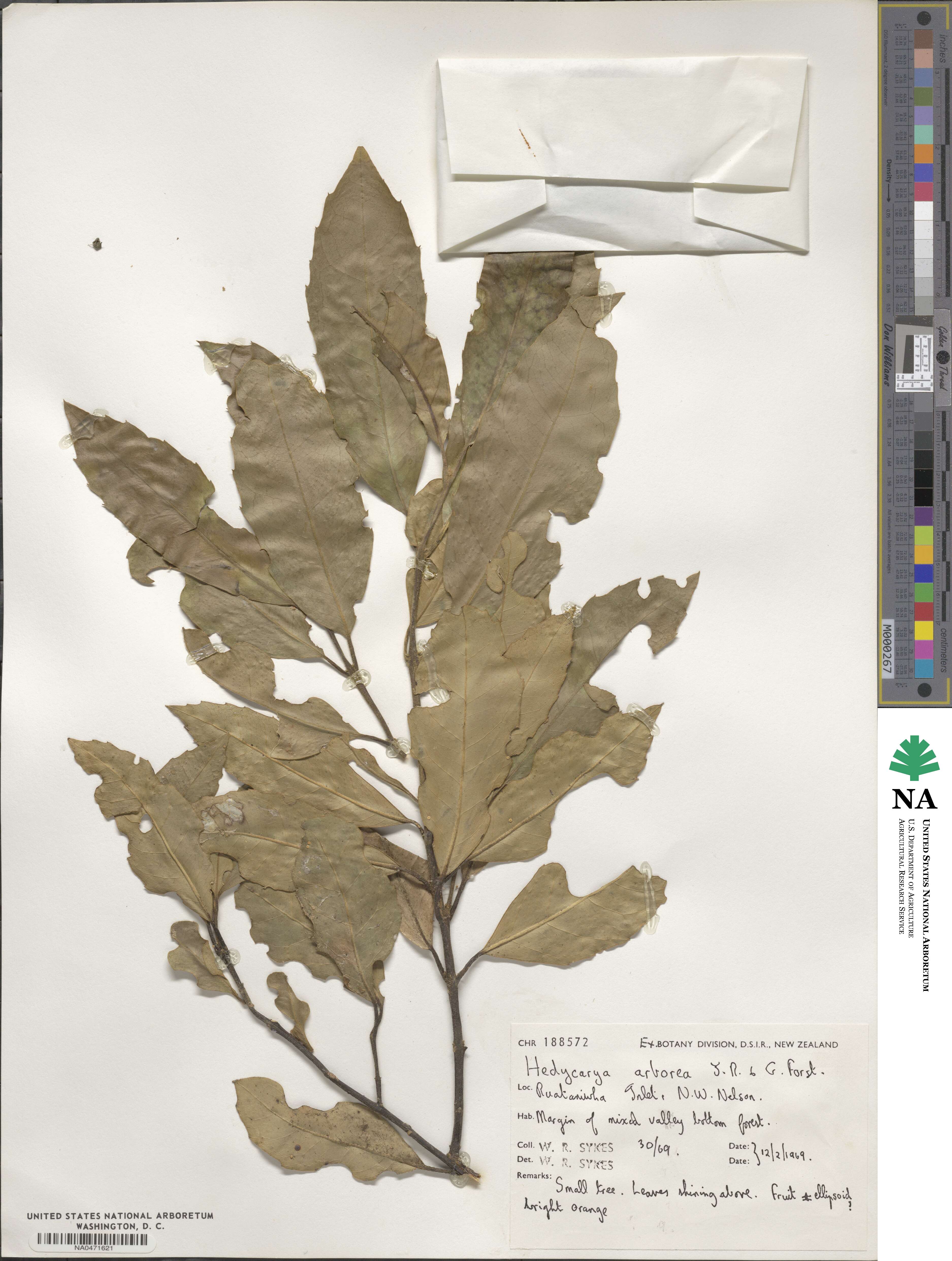 Hedycarya arborea image