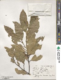 Hedycarya arborea image