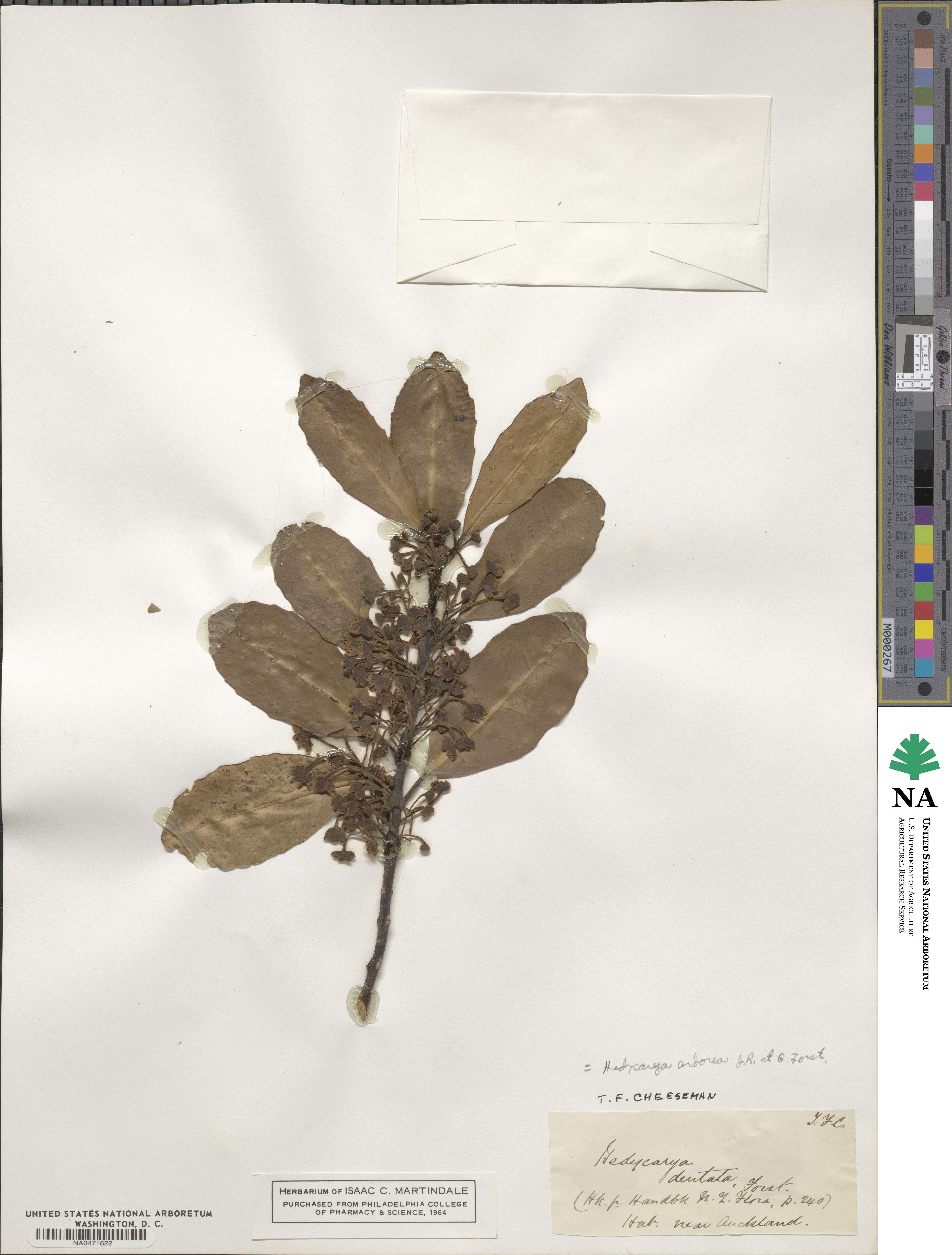 Hedycarya arborea image