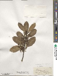 Hedycarya arborea image