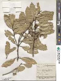 Hedycarya arborea image