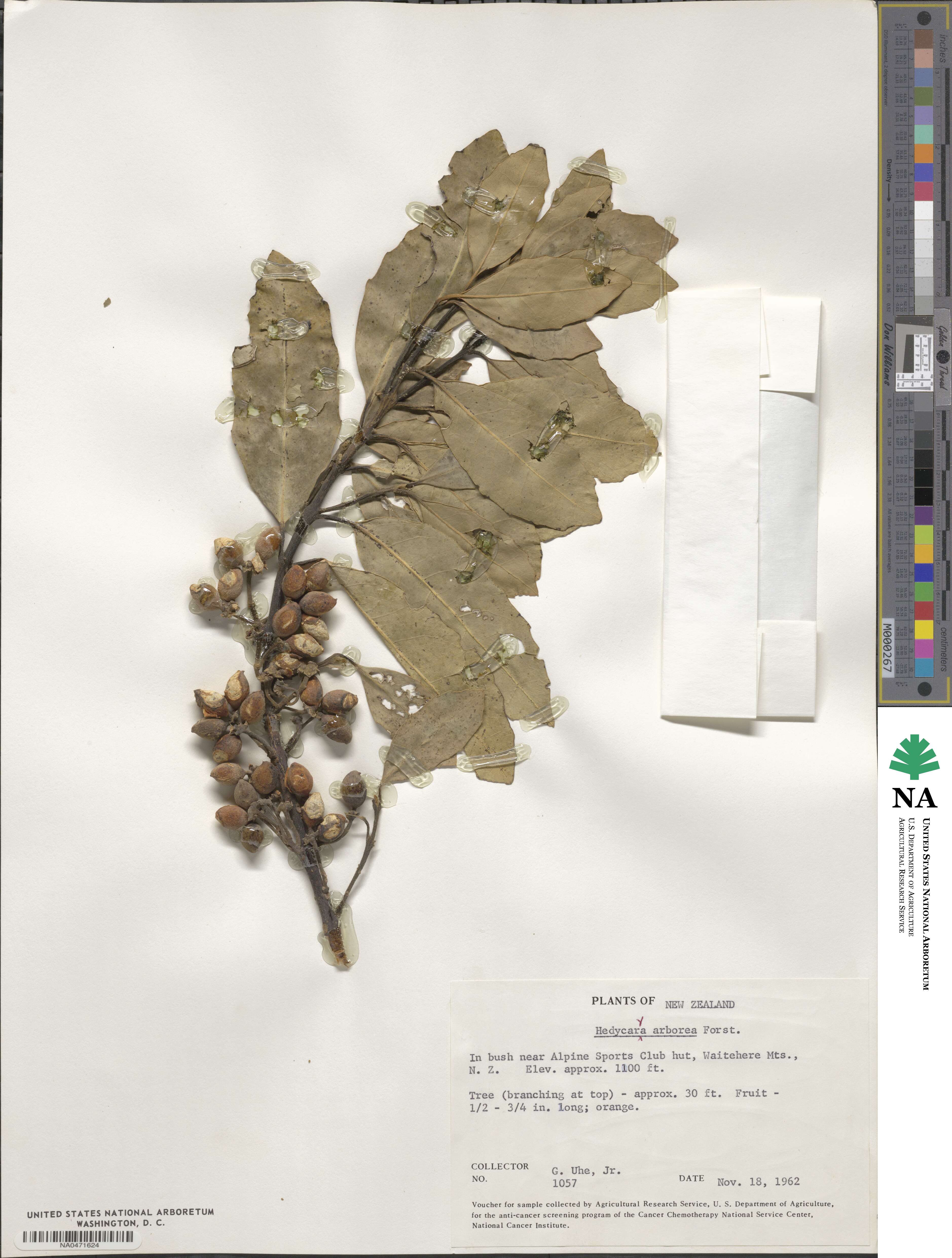 Hedycarya arborea image