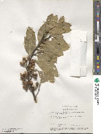 Hedycarya arborea image