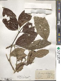 Hedycarya dorstenioides image