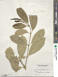 Hedycarya arborea image