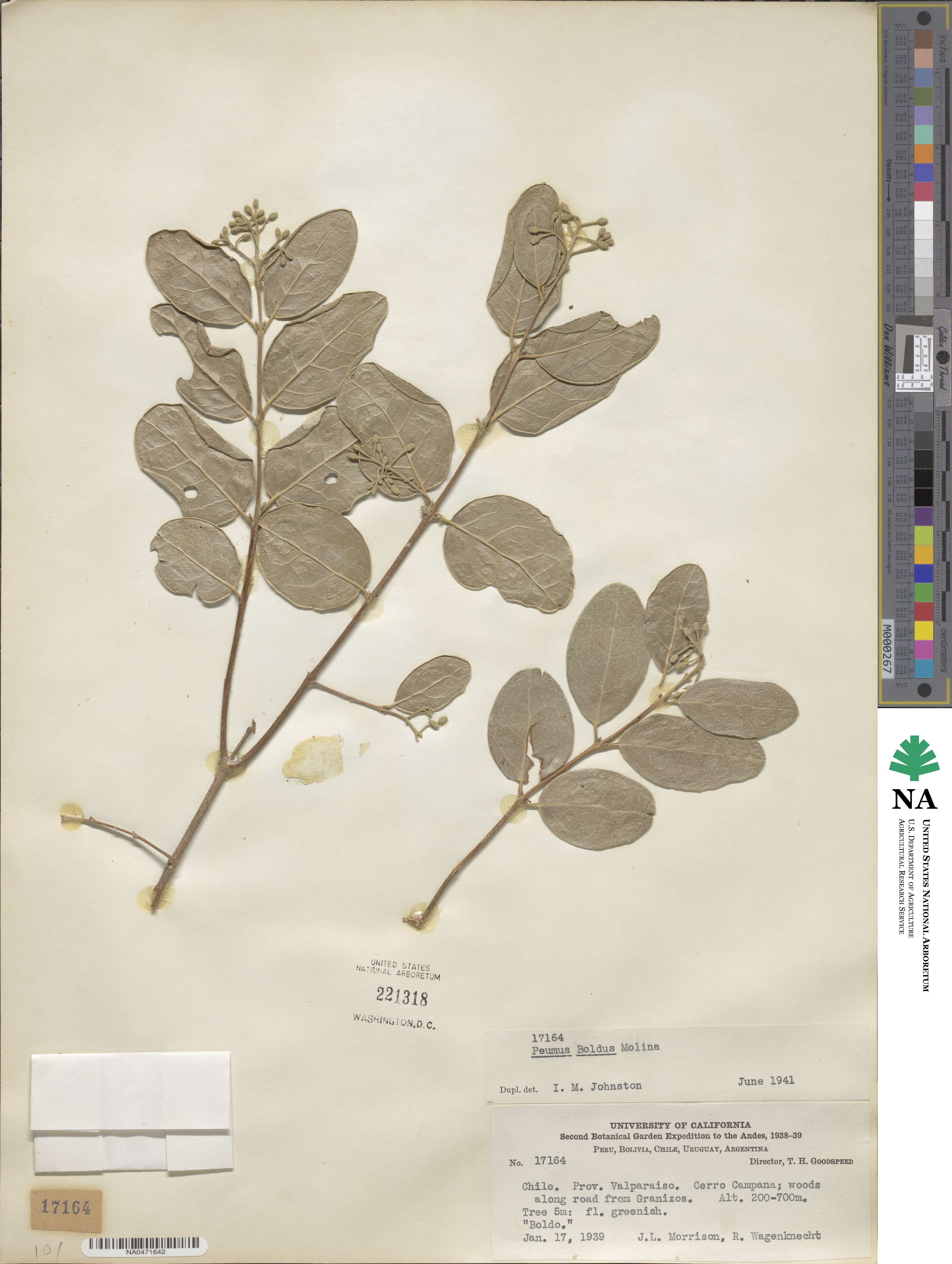 Peumus boldus image