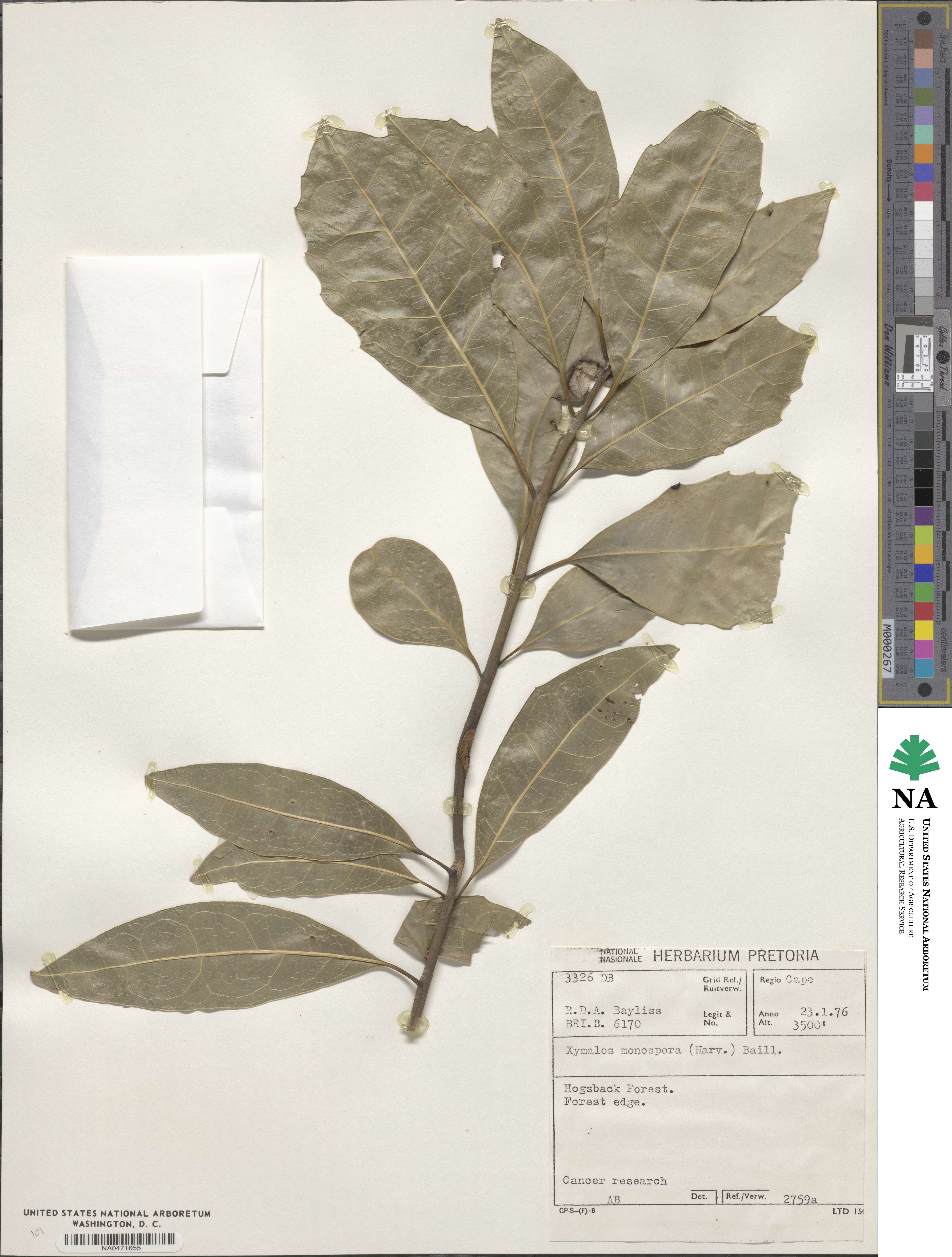 Xymalos monospora image