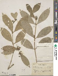 Mollinedia floribunda image