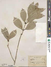 Mollinedia floribunda image