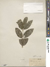 Image of Laurelia sempervirens