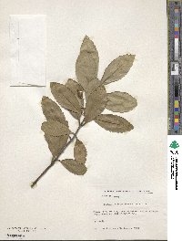 Laurelia sempervirens image