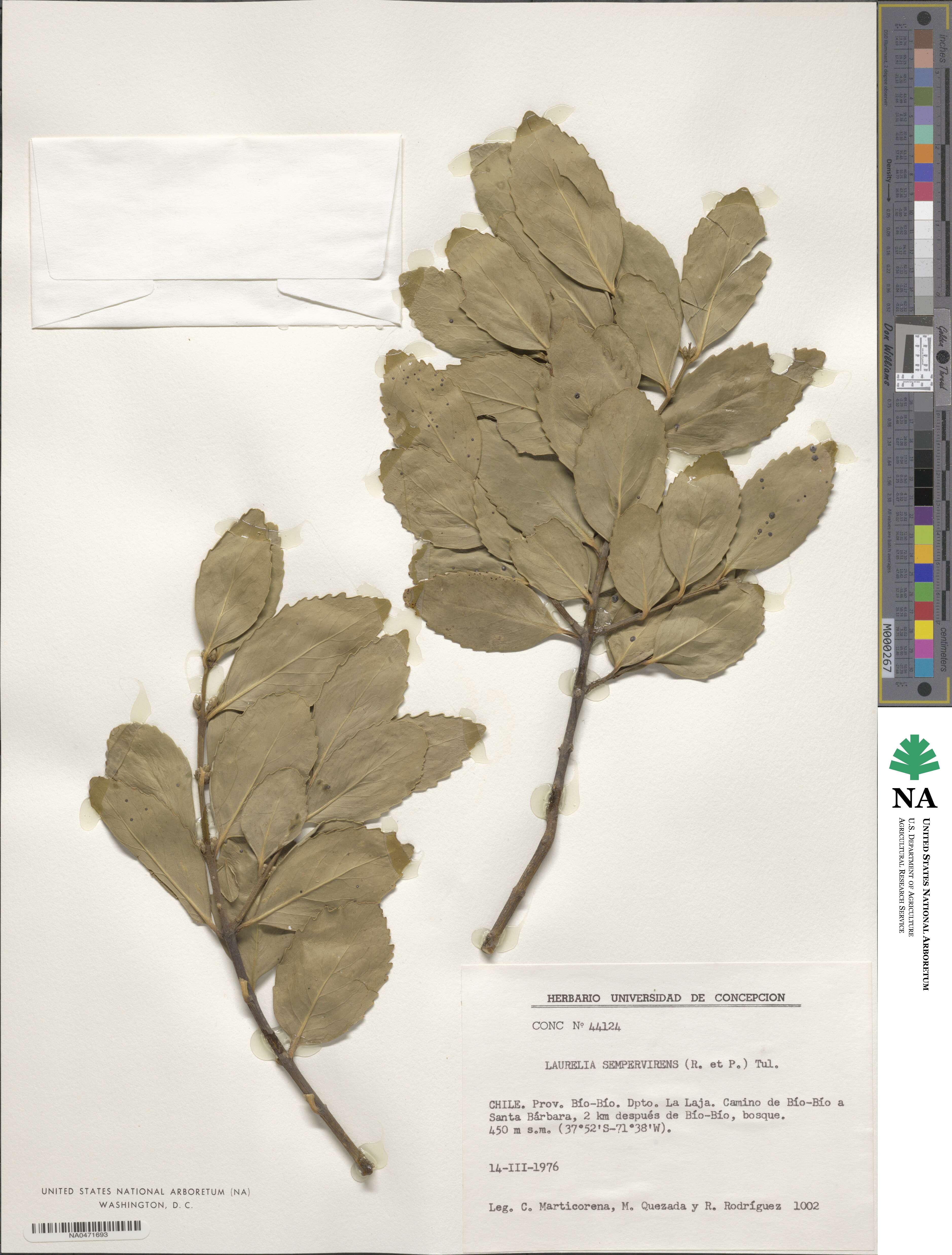 Laurelia sempervirens image