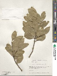 Laurelia sempervirens image