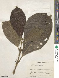 Siparuna pauciflora image