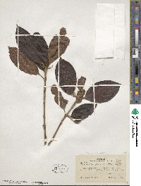 Siparuna decipiens image