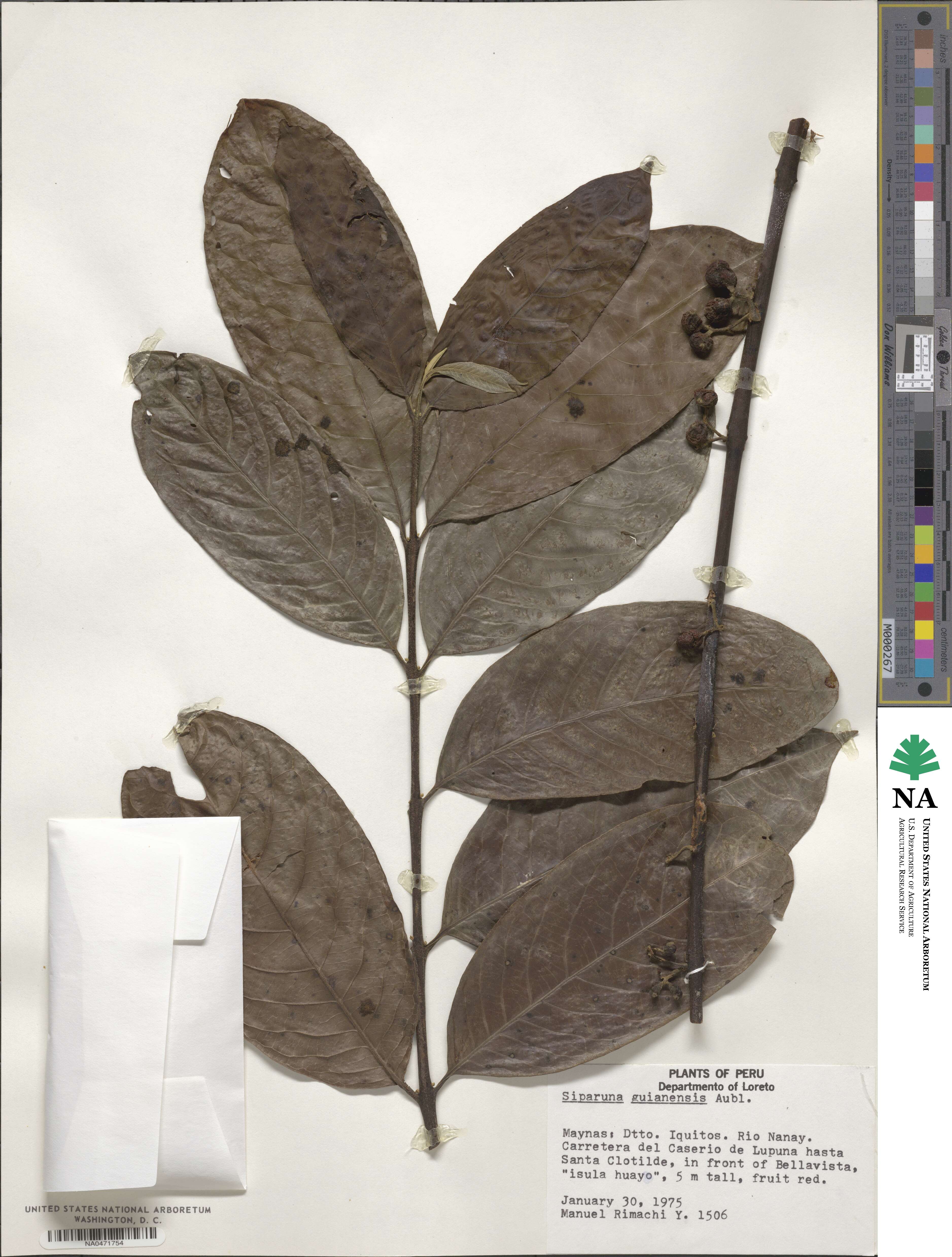 Siparuna guianensis image