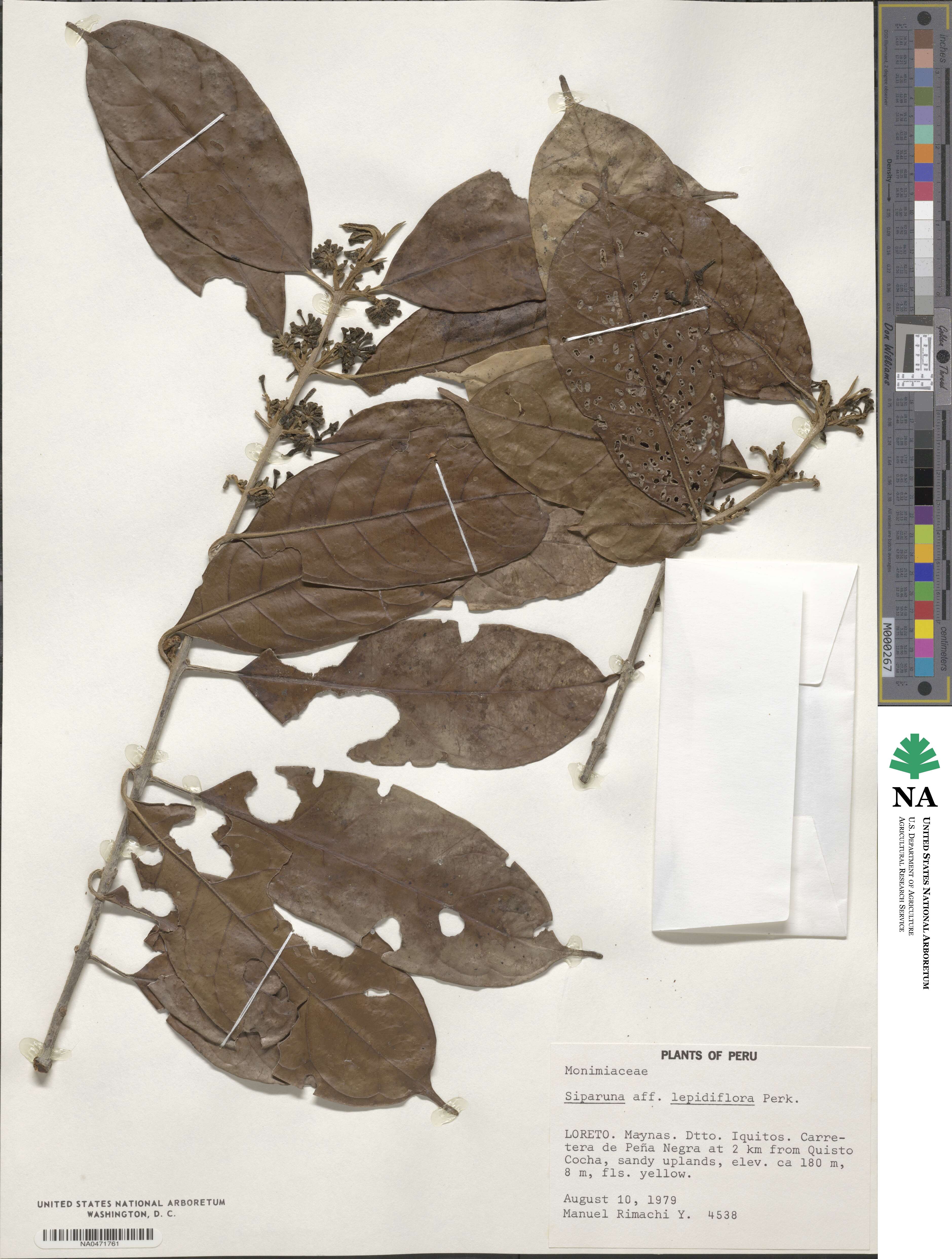 Siparuna cuspidata image