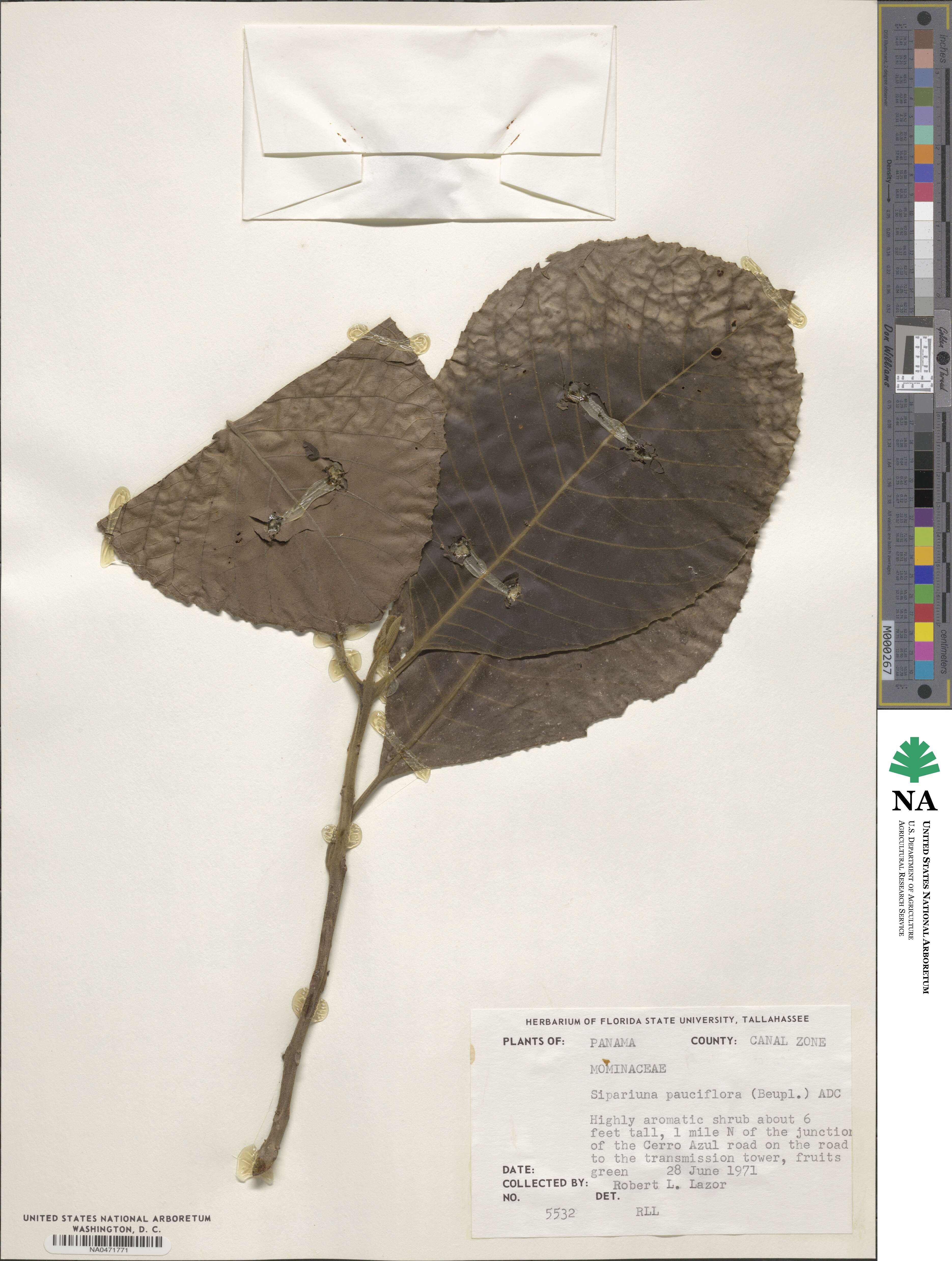 Siparuna pauciflora image