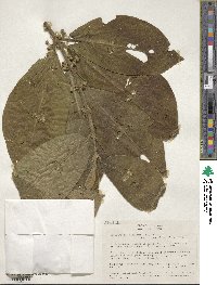 Siparuna sessiliflora image