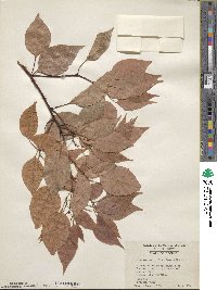 Cinnamomum camphora image