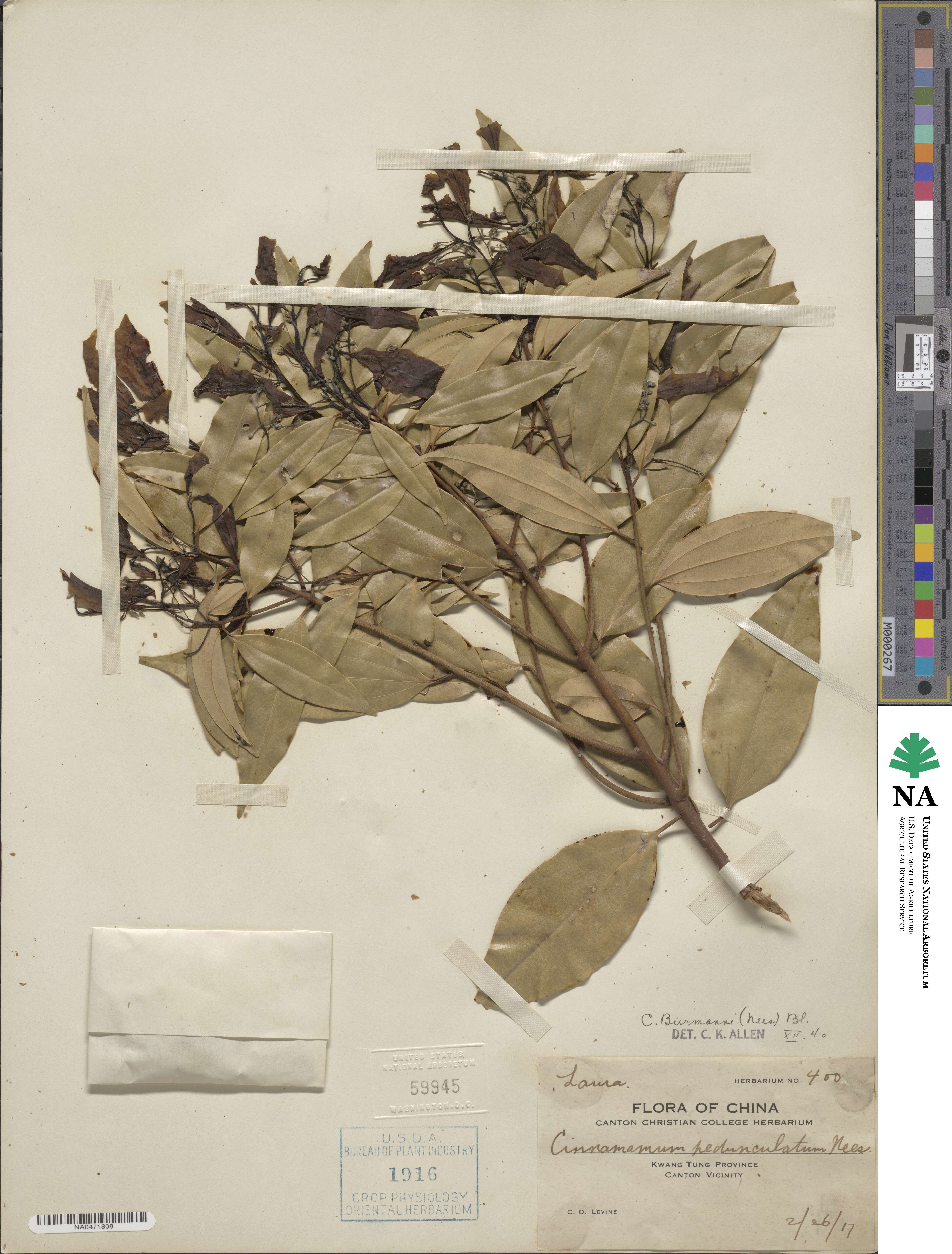 Cinnamomum burmannii image