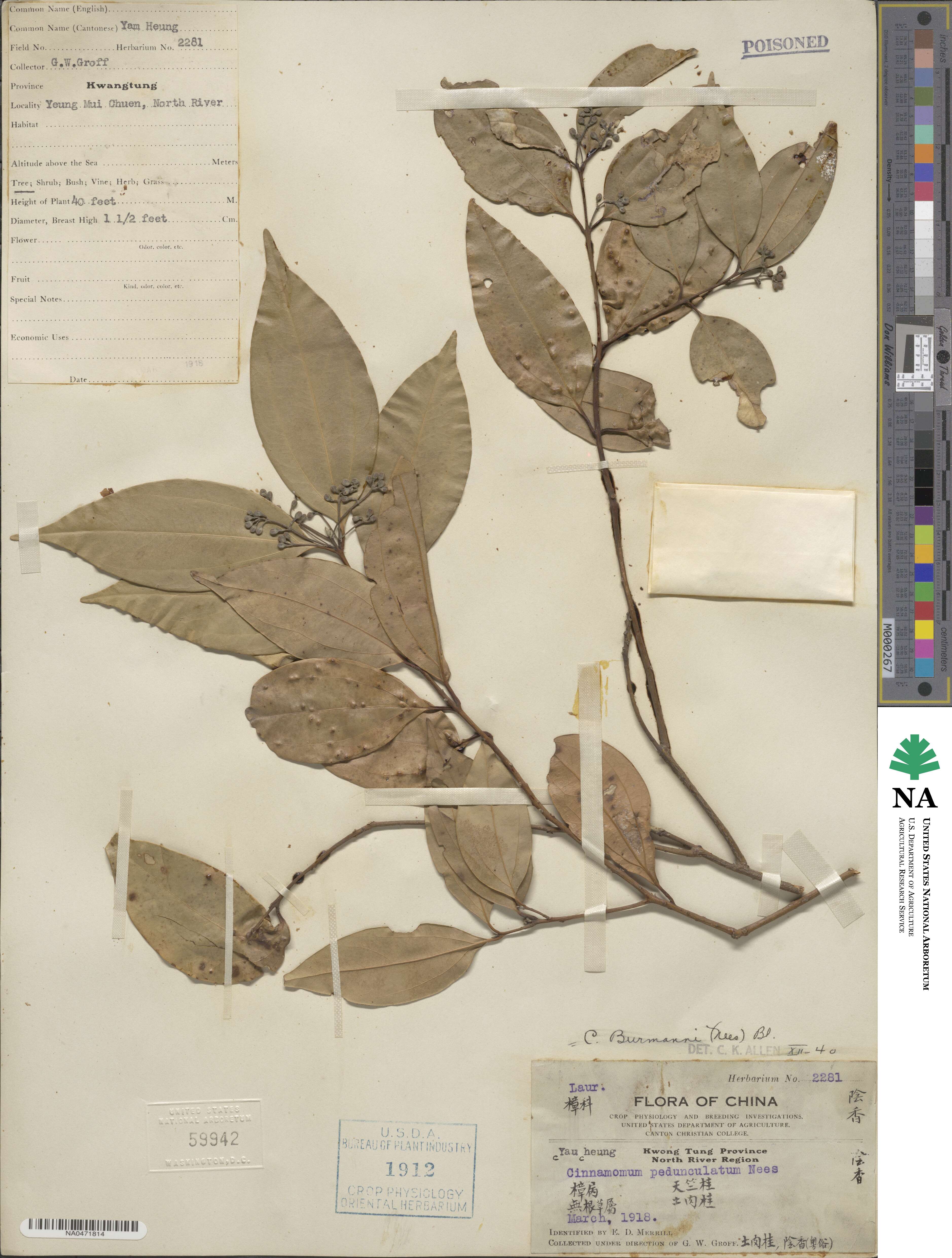 Cinnamomum burmannii image