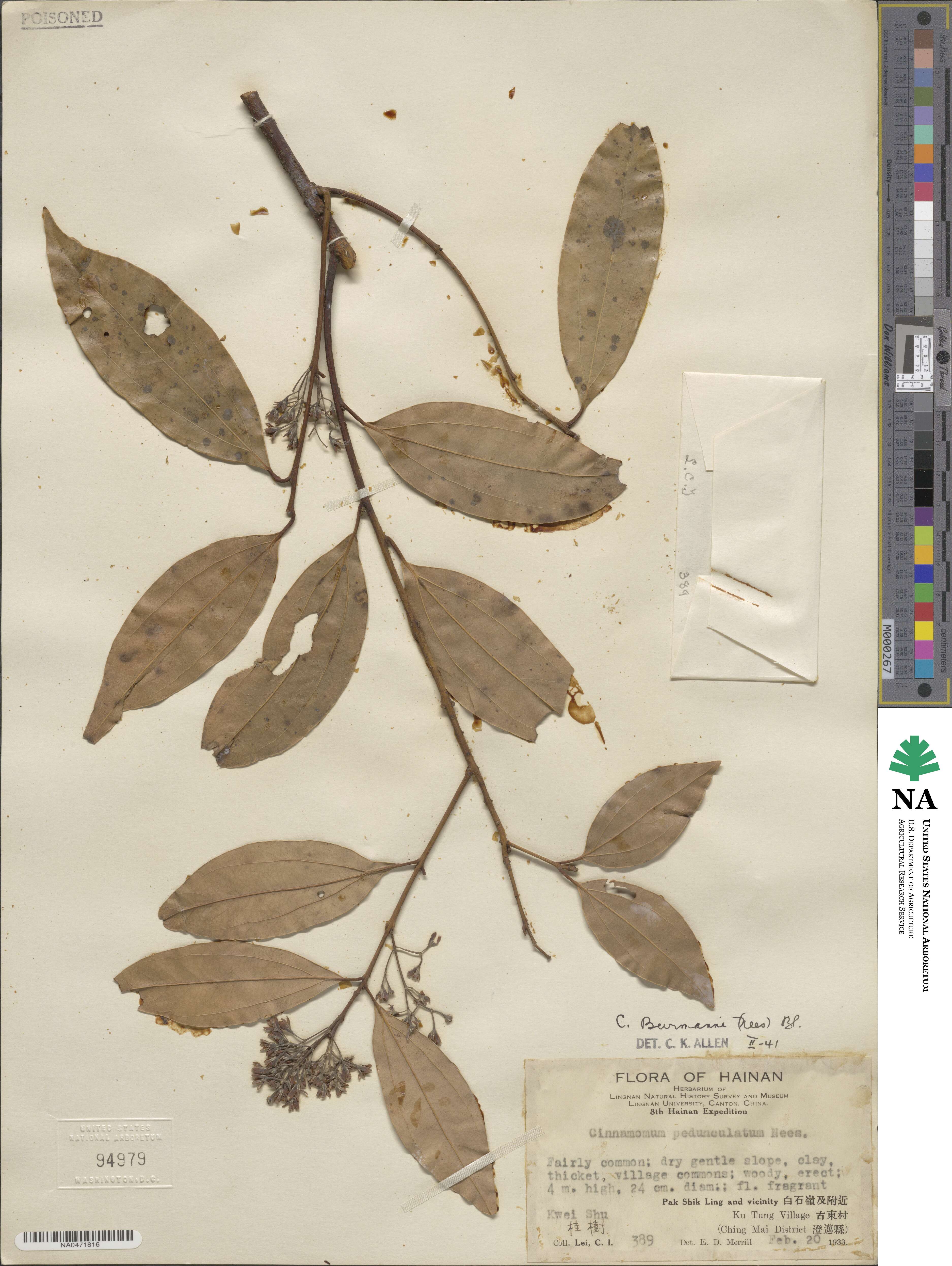 Cinnamomum burmannii image