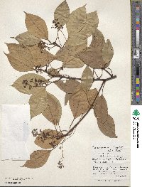 Cinnamomum camphora image