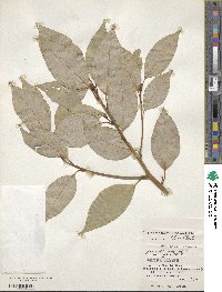 Cinnamomum camphora image