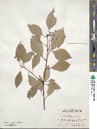 Cinnamomum camphora image