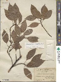 Cinnamomum camphora image