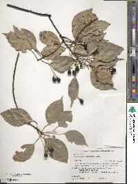 Cinnamomum camphora image