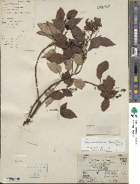 Cinnamomum camphora image