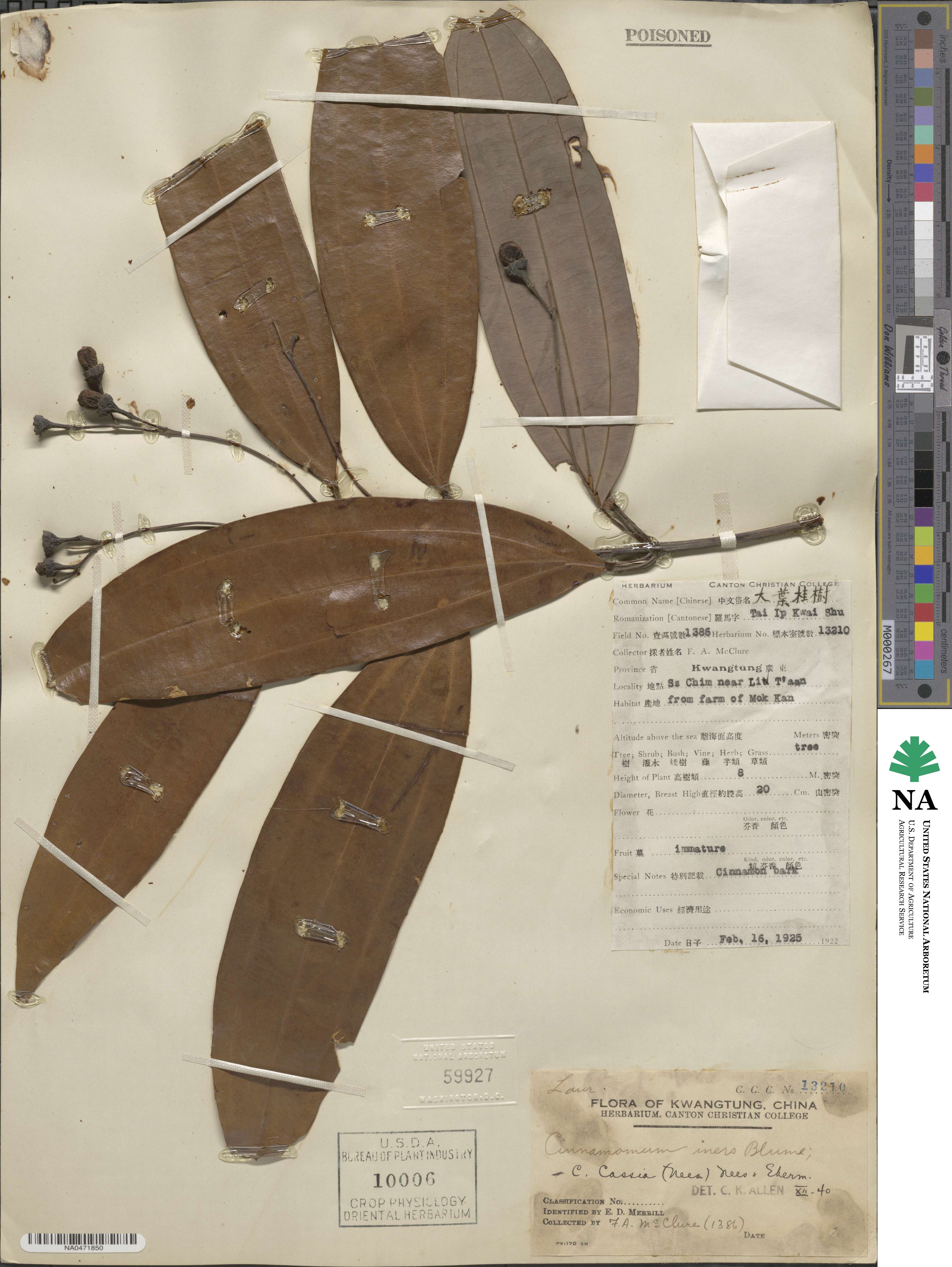 Cinnamomum cassia image