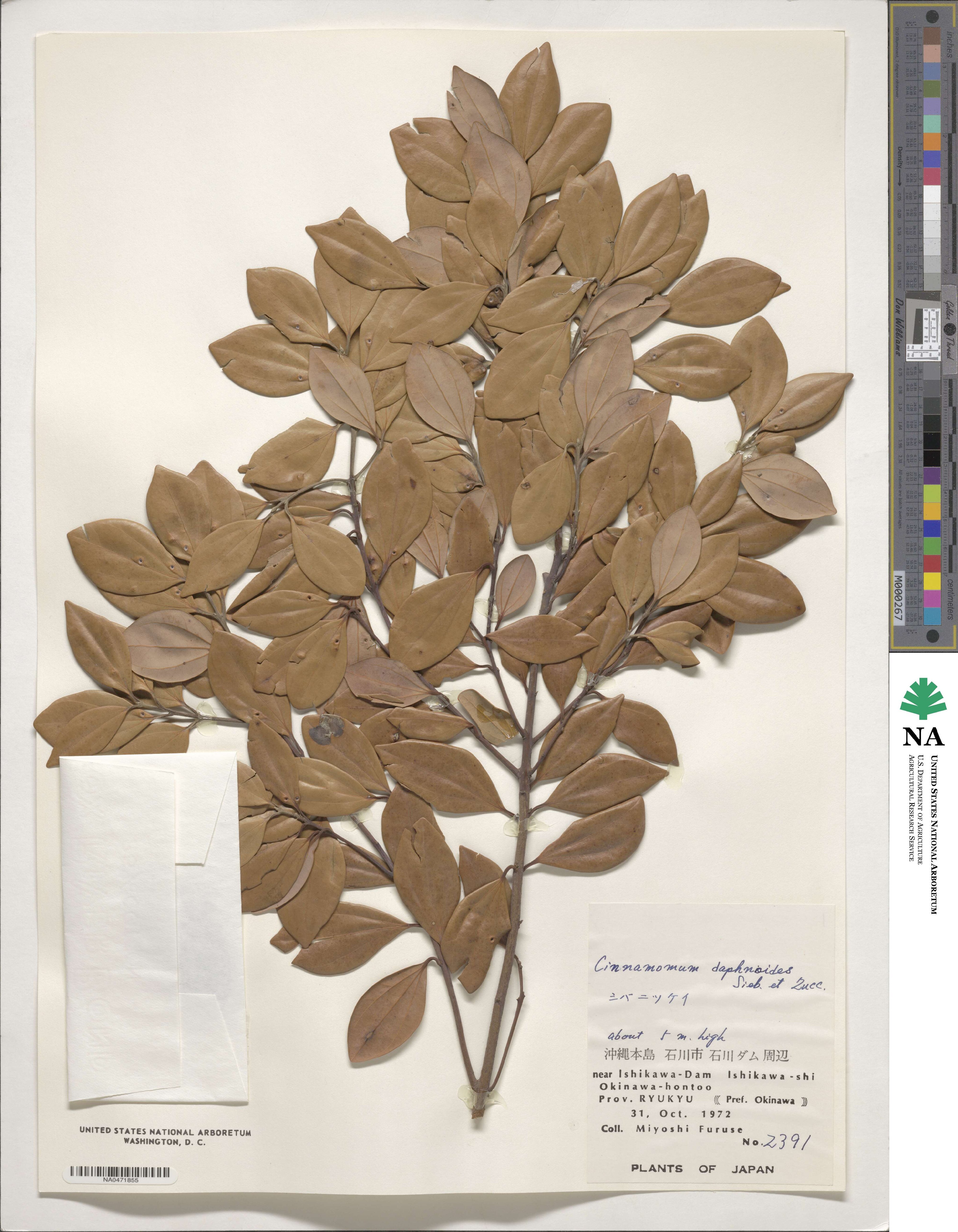 Cinnamomum daphnoides image