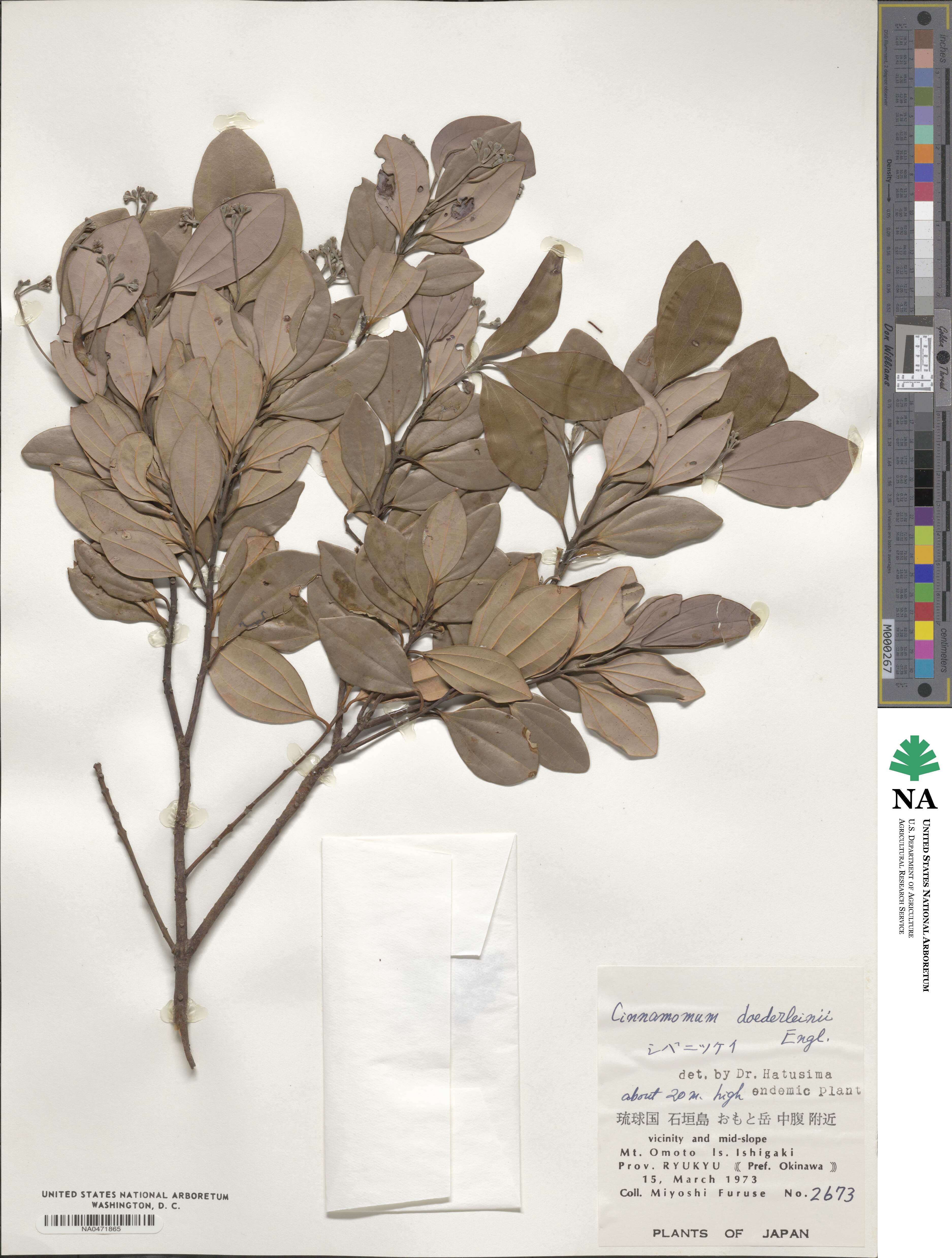 Cinnamomum doederleinii image
