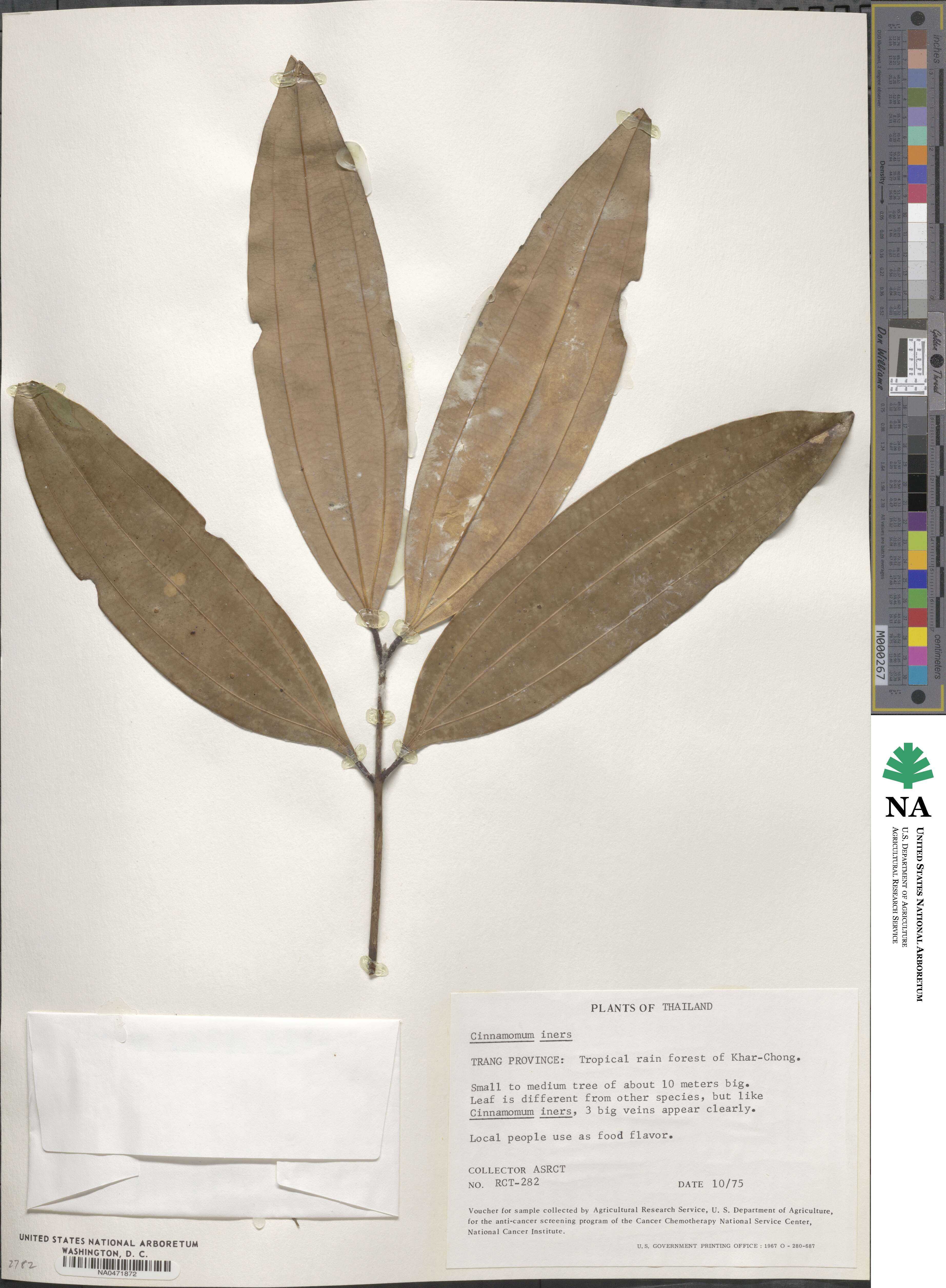 Cinnamomum iners image