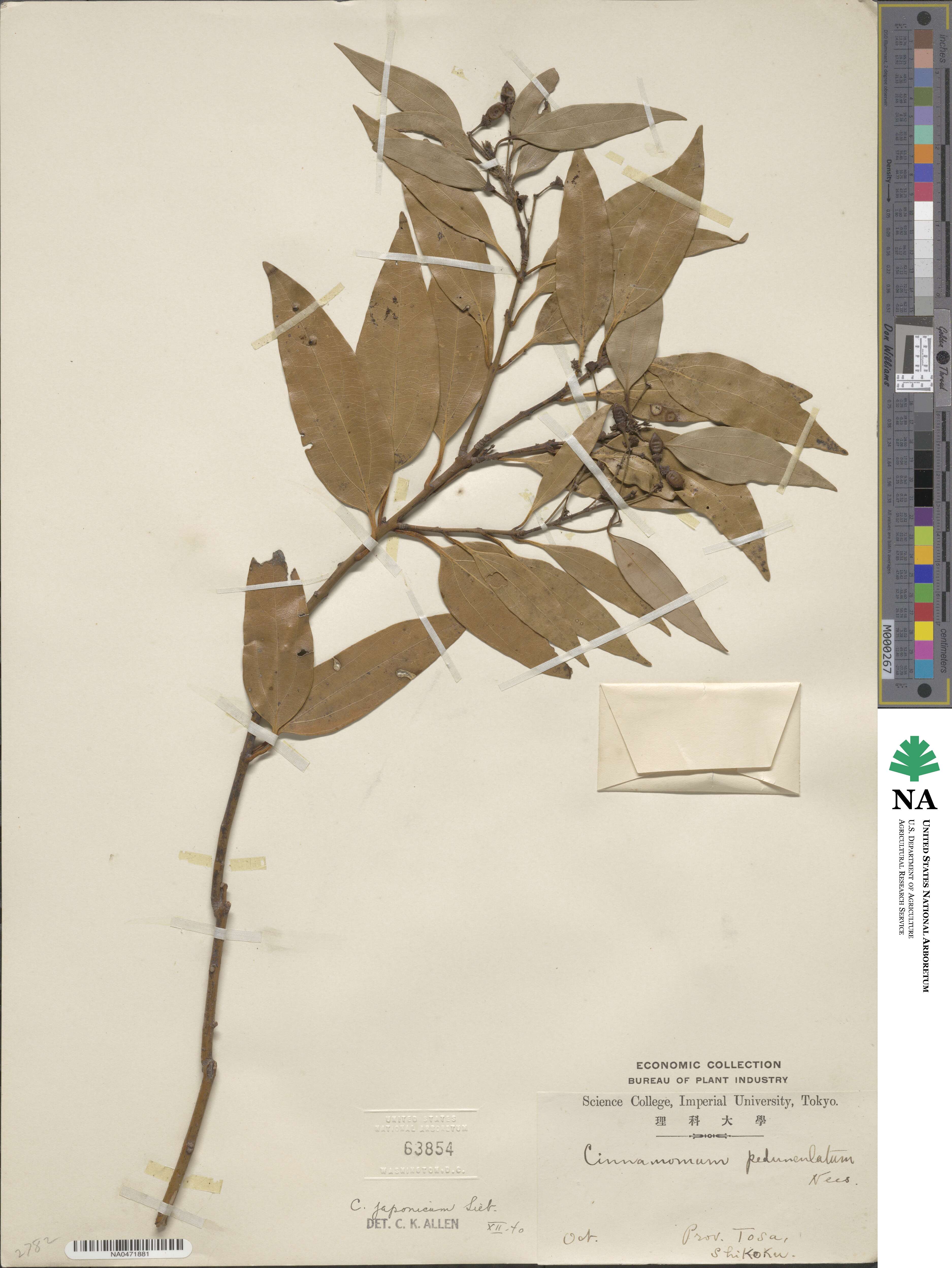 Cinnamomum chekiangense image