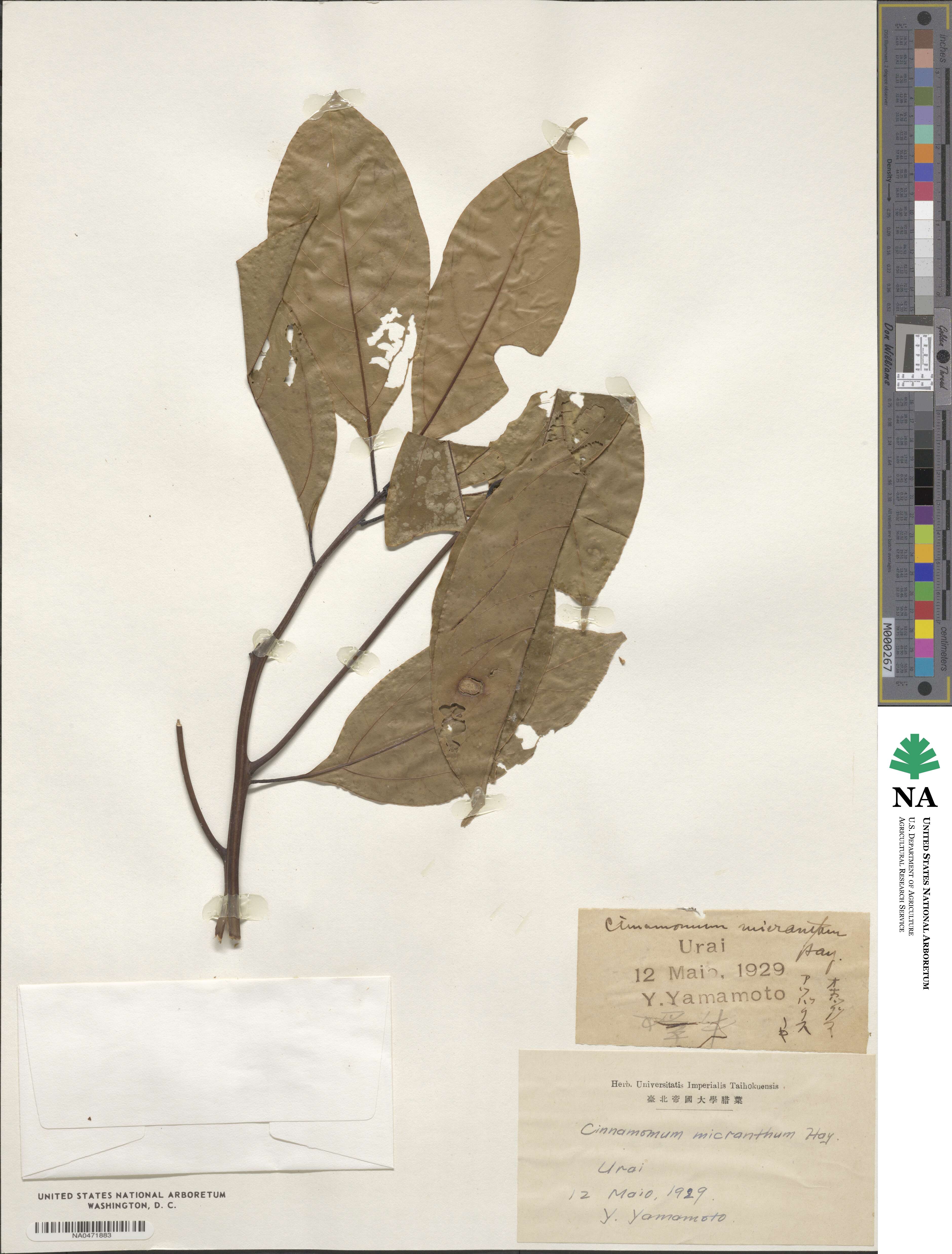 Cinnamomum micranthum image